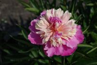 Rene Koot, foto gemaakt in Peony Showgarden