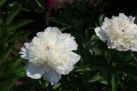 Rene Koot, foto gemaakt in Peony Showgarden