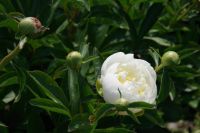 Rene Koot, foto gemaakt in Peony Showgarden