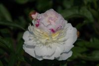 Rene Koot, foto gemaakt in Peony Showgarden