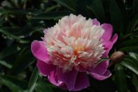 Rene Koot, foto gemaakt in Peony Showgarden