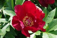 Rene Koot, foto gemaakt in Peony Showgarden