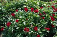 Rene Koot, foto gemaakt in Peony Showgarden