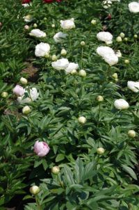 Rene Koot, foto gemaakt in Peony Showgarden