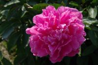 Rene Koot, foto gemaakt in Peony Showgarden