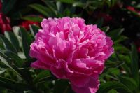 Rene Koot, foto gemaakt in Peony Showgarden