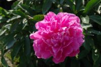 Rene Koot, foto gemaakt in Peony Showgarden