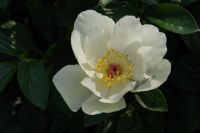 Rene Koot, foto gemaakt in Peony Showgarden