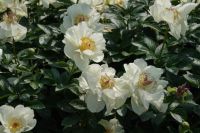 Rene Koot, foto gemaakt in Peony Showgarden