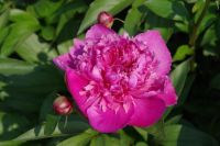 Rene Koot, foto gemaakt in Peony Showgarden