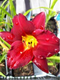 Hemerocallis