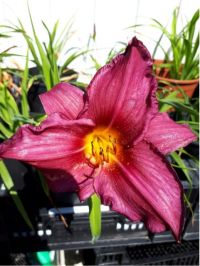 Hemerocallis