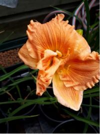 Hemerocallis