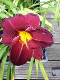 Hemerocallis