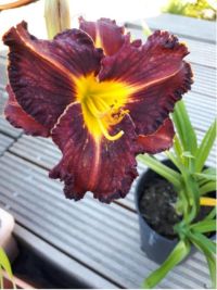 Hemerocallis