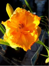 Hemerocallis