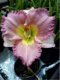 Hemerocallis