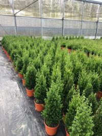 van Vliet New Plants