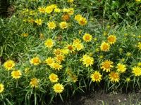 Rene Koot, foto gemaakt in kijktuin Klein Boskoop