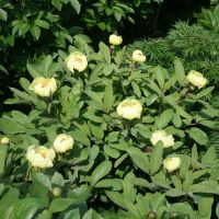 Warmerdam Paeonia