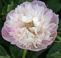 Warmerdam Paeonia