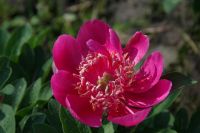 Rene Koot, foto gemaakt in Peony Showgarden