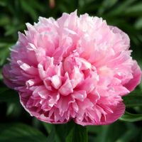 Warmerdam Paeonia