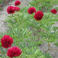 Warmerdam Paeonia