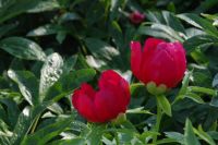 Rene Koot, foto gemaakt in Peony Showgarden