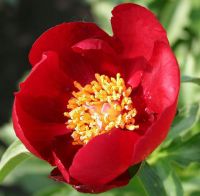 Warmerdam Paeonia