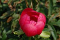 Rene Koot, foto gemaakt in Peony Showgarden