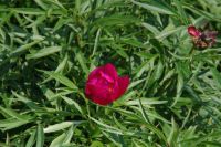 Rene Koot, foto gemaakt in Peony Showgarden