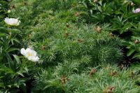 Rene Koot, foto gemaakt in Peony Showgarden