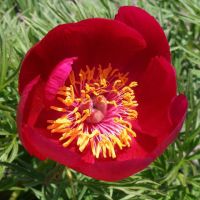 Warmerdam Paeonia