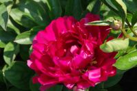 Rene Koot, foto gemaakt in Peony Showgarden