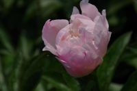 Rene Koot, foto gemaakt in Peony Showgarden