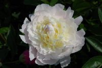 Rene Koot, foto gemaakt in Peony Showgarden