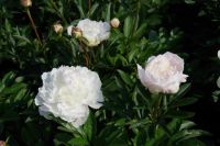 Rene Koot, foto gemaakt in Peony Showgarden