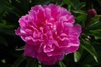 Rene Koot, foto gemaakt in Peony Showgarden