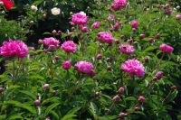 Rene Koot, foto gemaakt in Peony Showgarden