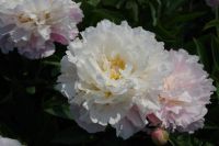 Rene Koot, foto gemaakt in Peony Showgarden