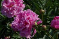 Rene Koot, foto gemaakt in Peony Showgarden