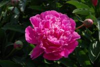 Rene Koot, foto gemaakt in Peony Showgarden