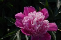 Rene Koot, foto gemaakt in Peony Showgarden