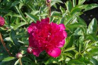 Rene Koot, foto gemaakt in Peony Showgarden