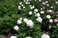 Rene Koot, foto gemaakt in Peony Showgarden