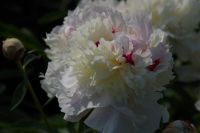 Rene Koot, foto gemaakt in Peony Showgarden