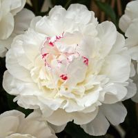 Warmerdam Paeonia