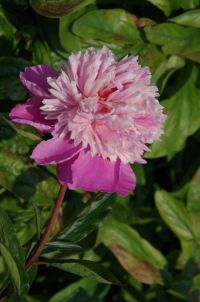 Rene Koot, foto gemaakt in Peony Showgarden