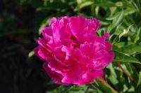 Rene Koot, foto gemaakt in Peony Showgarden